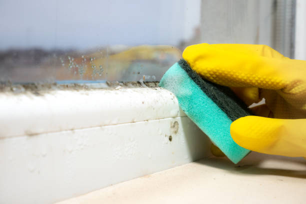 Best Commercial Mold Removal  in Brush, CO