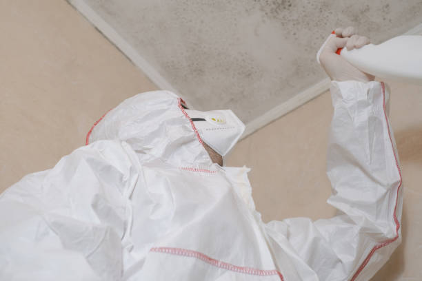 Best Black Mold Removal  in Brush, CO