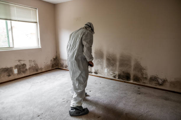 Best Residential Mold Removal  in Brush, CO