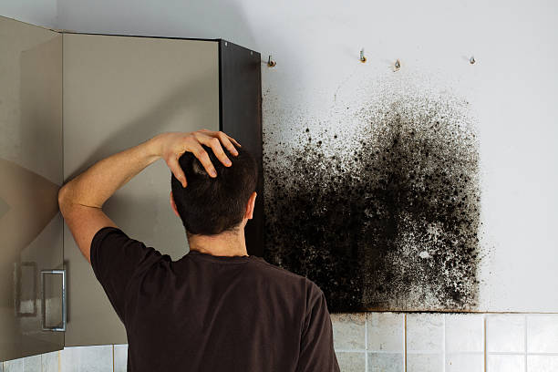Best Local Mold Removal Service  in Brush, CO