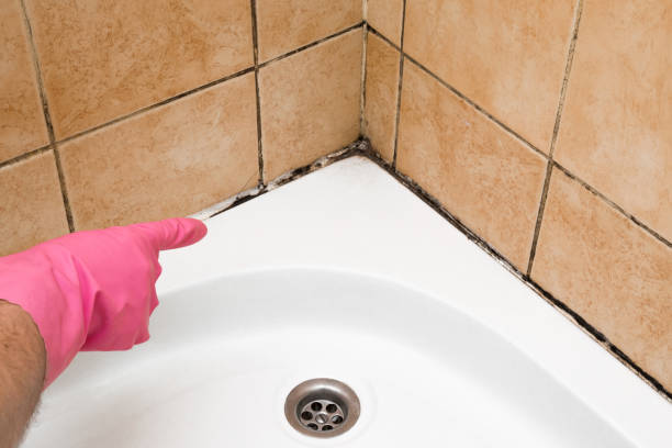 Best Residential Mold Removal  in Brush, CO